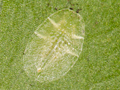 Coccus hesperidum